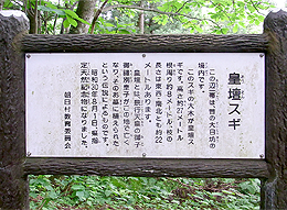 皇壇の杉②